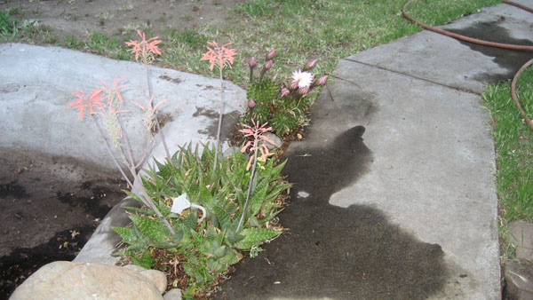 garden2